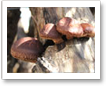 Shiitake am 28.03.2012