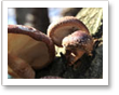 Shiitake ganz nah Shiitake ganz nah